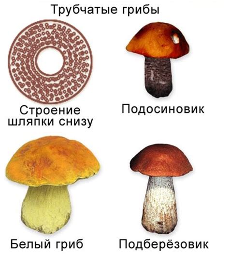 Трубчатые съедобные грибы фото: +39 фото и описание, названия и виды