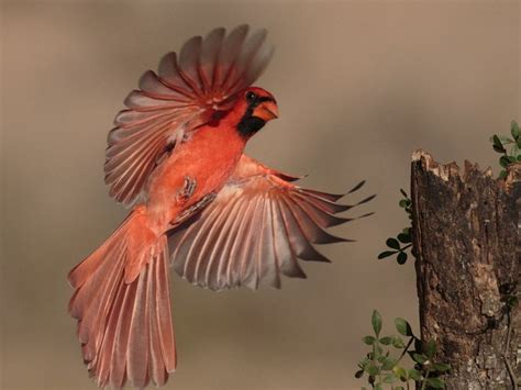 Northern Cardinal Cardinalis Cardinalis By Andymorffew