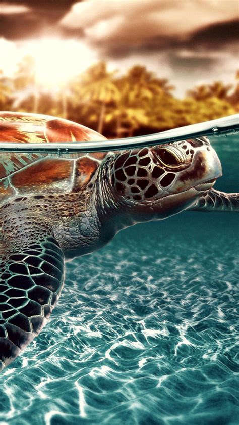 [46+] Sea Turtle Wallpapers for iPhone | WallpaperSafari