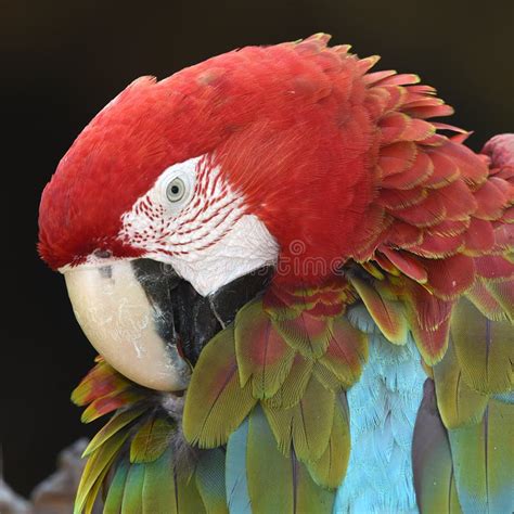 Beautiful Bird Scarlet Macaw Stock Photo Image Of Beautiful Winged