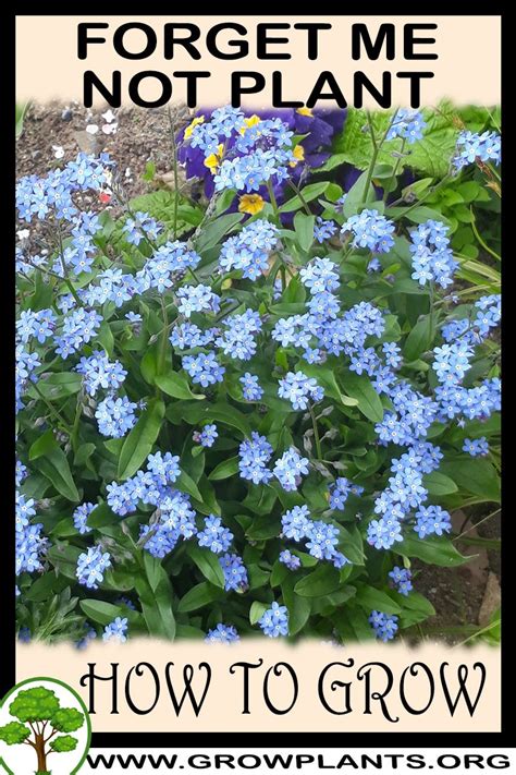 Forget me not is not a very commercial type of movie. Forget me not plant - How to grow & care