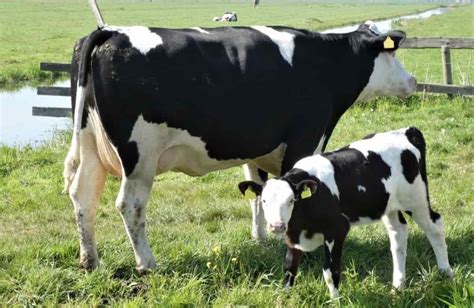 Dairy Farming In South Africa Breeds How To Start