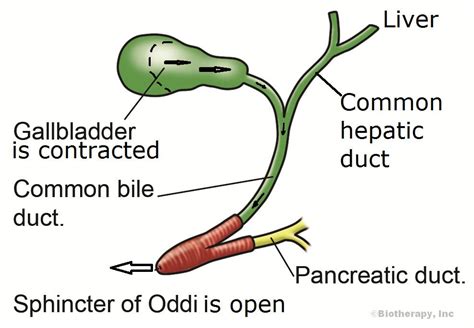 Sphincter Of Oddi Anatomy
