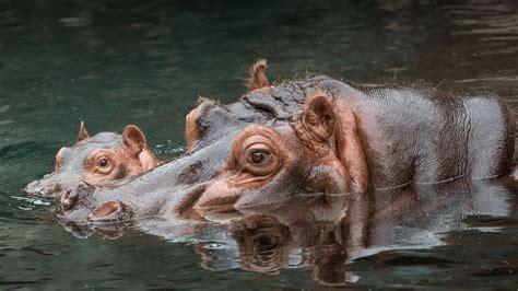 1920x1080 1920x1080 Hippo Wallpaper Coolwallpapersme