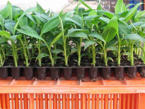How To Grow Banana Trees From Seed The Garden Of Eaden