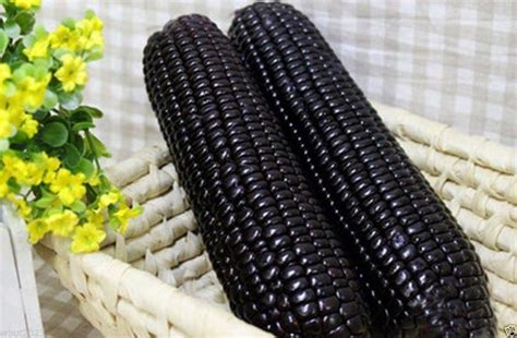 Seeds BLACK AZTEC SWEET CORN Zea Mays Makes An Excellent Blue Cornmeal Days Sweet