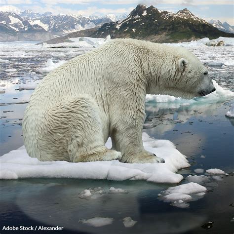 Polar Bears Are Facing Extinction Not Just Vulnerability Polar