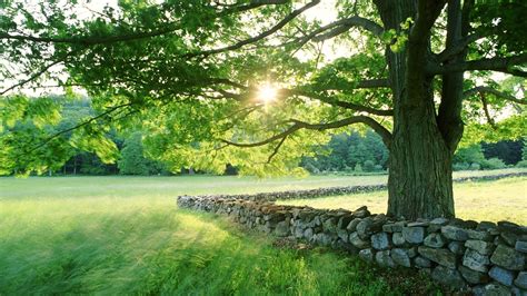 , and in a beautiful garden. Summer sun over the beautiful green garden