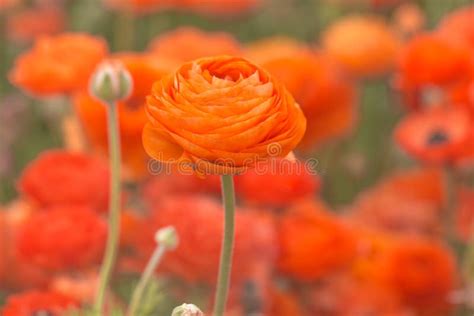 Orange Ranunculus Bouquet Stock Photo Image Of Flowers