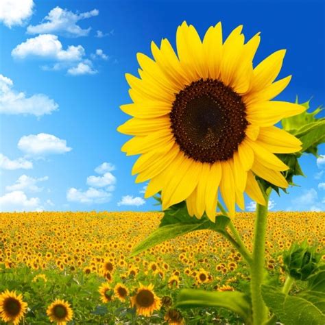 Find over 100+ of the best free single flower images. Sunflower image 06 hd pictures Free stock photos in Image ...