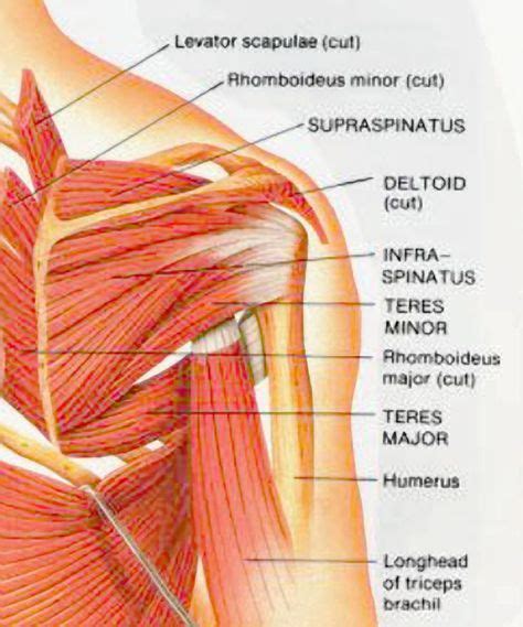 Musculature De Lépaule Massoterapia Reflexologia Corpo Humano