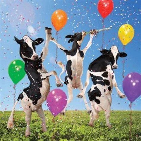 Mad Cow Party Birthday Greeting Card Balloons Confetti Funny Cows