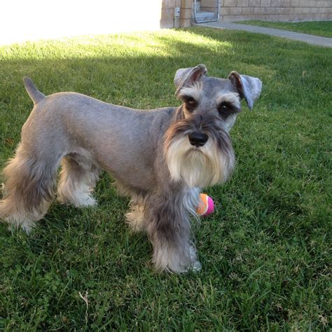 This Is Zackary A Sweet Mini Schnauzer Playing Ball In The Backyard