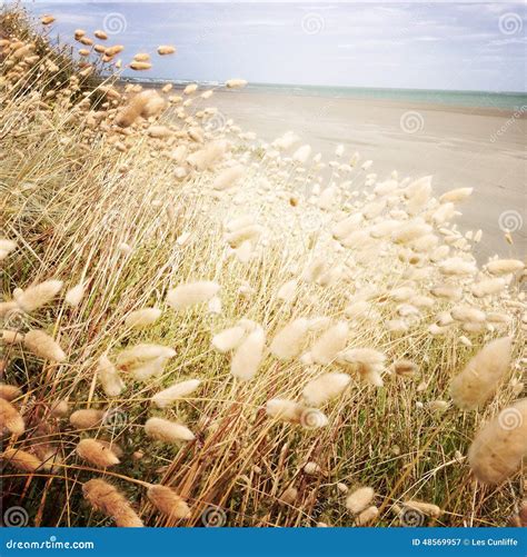 Seaside Grass Stock Image Image Of Growing Grass Ocean 48569957