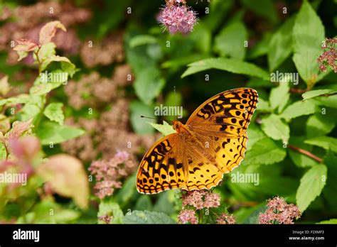 Great Spangled Fritillary Butterfly Stock Photo Alamy