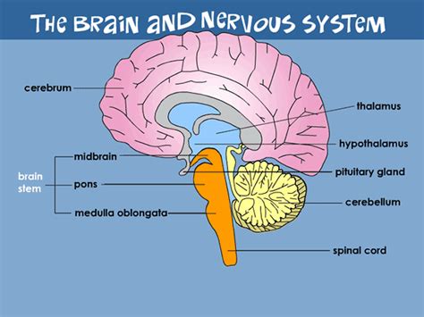 The autonomic nervous system is, in turn, divided into the sympathetic and parasympathetic nervous system. Central Nervous System Diagram Brain / DamaiMedic Klinik Kota Kinabalu: OUR BODY'S COMMUNICATION ...