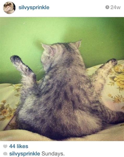 24 Hilarious Photos Of Cats Sitting Awkwardly Page 3 Of 3
