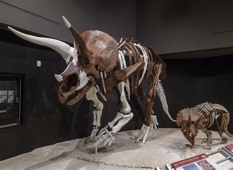 Adult And Juvenile Triceratops Fossil Cast Exhibit At Museum Of The Rockies In Montana Usa R