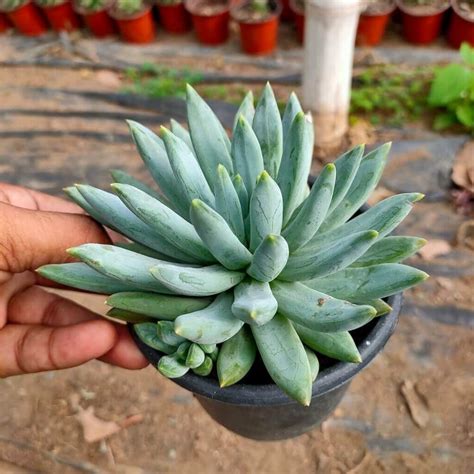 Echeveria Hookeri Succulent Bhimtal Nursery