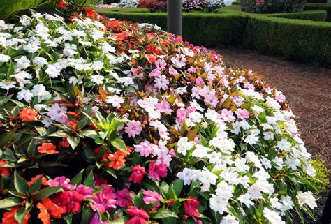 Lantana loves heat, and once temperatures start to sizzle, the flower fest really starts — and never stops until fall ignite your full sun pots with the flaming hues of 'fireball' french marigold. Pretty Flowers That Like Shade - HomesFeed