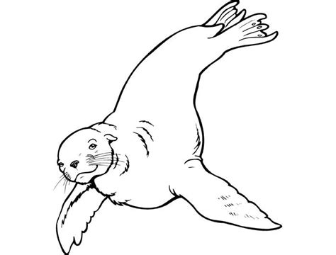 You can use our amazing online tool to color and edit the following sea lion coloring pages. 65+ Sea Creature Templates - Printable Crafts & Colouring ...