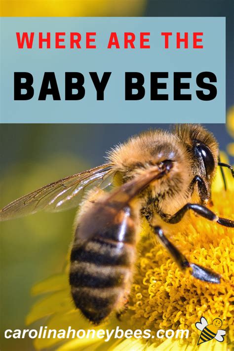 Baby Bees Where Are They Carolina Honeybees Baby Bee Bee Bee Do