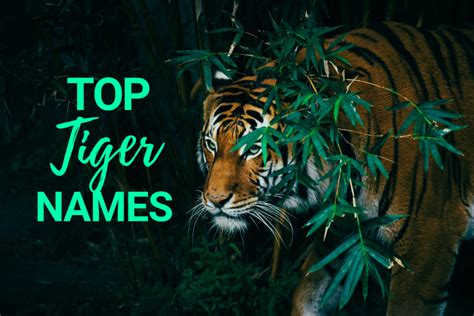 Tiger Names Top Best Male Female Ideas Petshoper