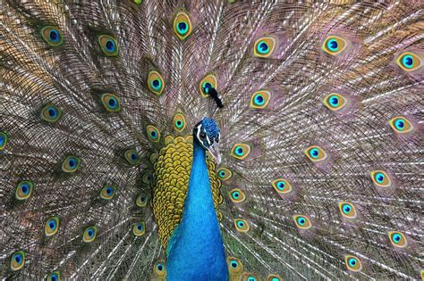 Why Do Peacocks Spread Their Feathers 3 Reasons For This Behavior