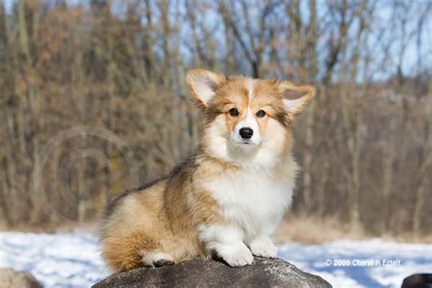 Being one of the smallest breeds in the herding group, it has attained immense popularity because of its connection with queen elizabeth ii, who possessed a special liking for them. Y-Ddraig-Goch Kennel - De Fluffy Corgi