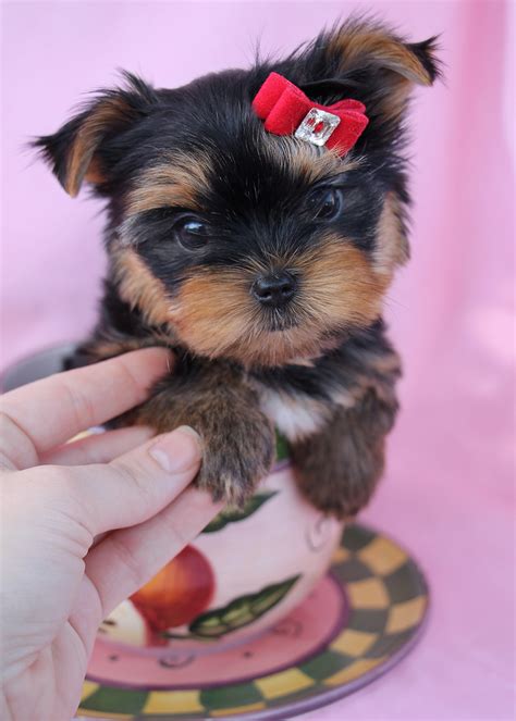 They receive high quality nutrition, great care, lots of love, affection as well as training and stimulation. Charming Little Shih Tzu Puppies for Sale | Teacups, Puppies & Boutique