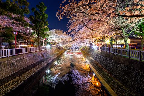 Yozakura Night Cherry Blossom 2018 On Behance