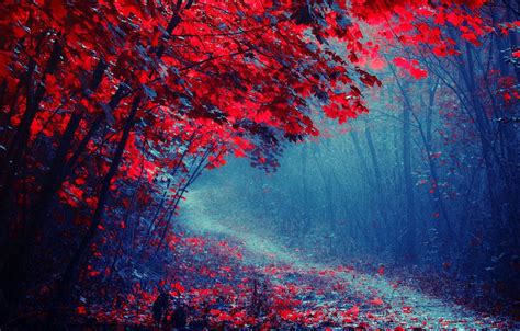Crimson Forest Wallpapers Top Free Crimson Forest Backgrounds