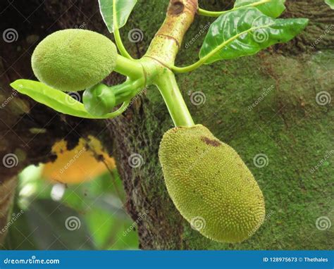 Jackfruit Attached To The Jack Tree Stock Image Image Of Green