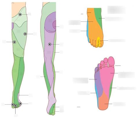 Dermatomes Of The Lower Limb Diagram Quizlet Porn Sex Picture