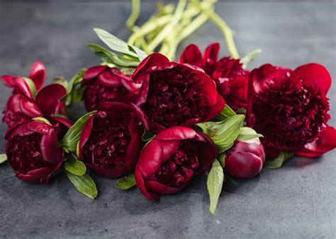25 Red Peonies ️ 🌸 Best Varieties To Grow And For Bouquets