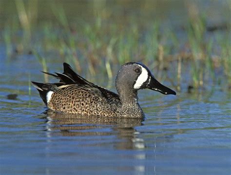 Blue Winged Teal Anas Discors Blue Winged Teal Duck Pictures