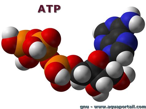 Elementos Que Fazem Parte Da Constituição Das Moléculas De Atp