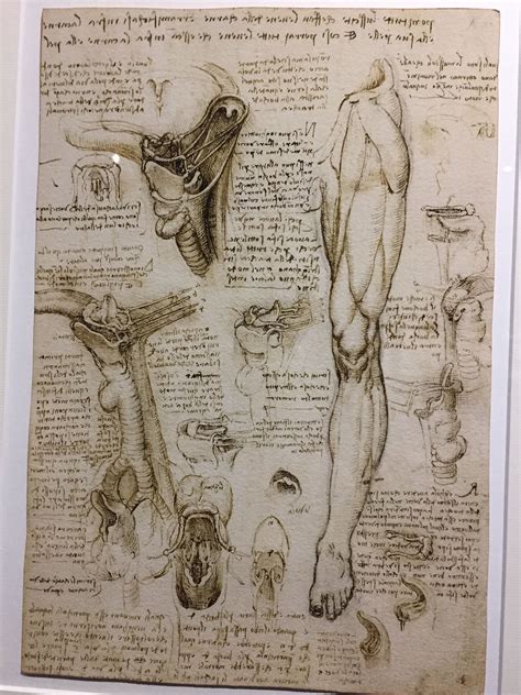 Leonardo Da Vinci Anatomy References 3dart