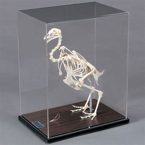 Chicken Skeleton