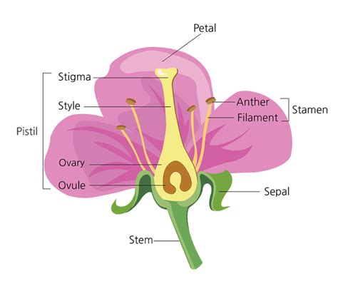 Male And Female Parts Of Hibiscus Flower Parts Of A Flowering Plant