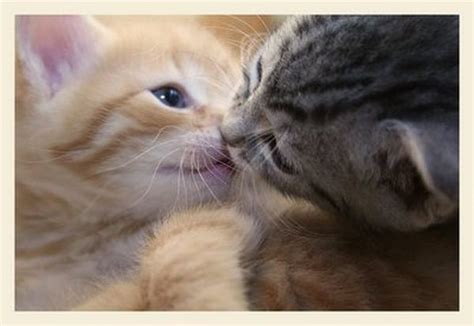 Cats In Love 31 Pics
