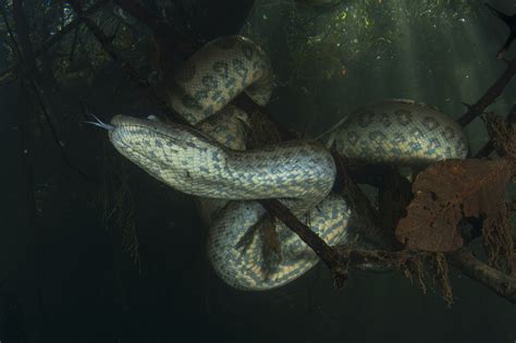 Anaconda Leaps Out Of Water And Bites Tour Guide Video