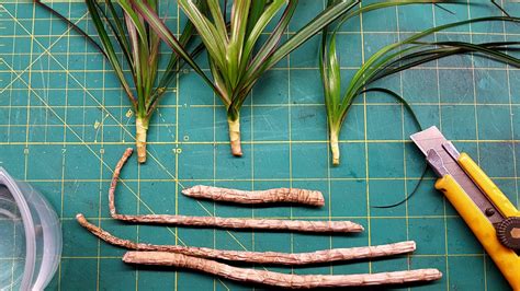 Драцена маргината (dracaena marginata) — теплолюбивое деревце семейства спаржевых, с гладким стволом и пучком пышных удлиненных листьев на макушке. Can you grow a dragon tree from a cutting? - Plant Hardware