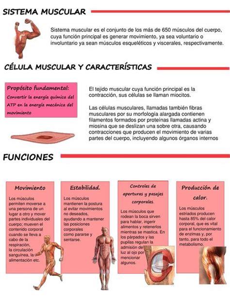 Generalidades Del Sistema Muscular Adali Castro Udocz