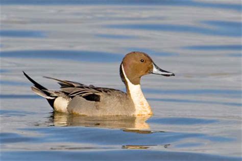 Lesser scaup (aythya affinis), version 1.0. Bolsa Chica - Greater vs. Lesser Scaup | kiwifoto.com