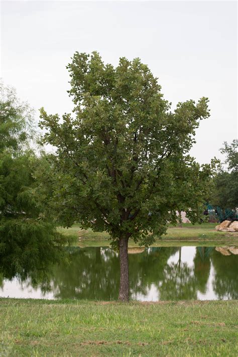 Bur Oak Tree Available At Treeland Nursery In Gunter Tx Tallest