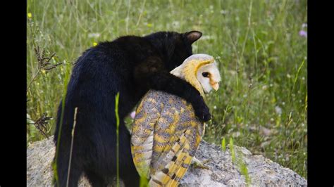 Owls Unusually Close Friendship With A Cat Has Animal Researchers