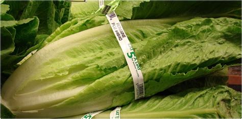 Romaine Lettuce Safety Stay Away From Romaine Lettuce If Unsure Says