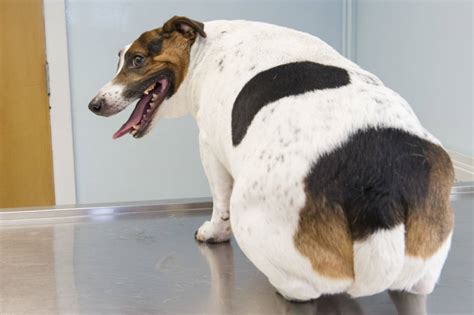 Big dog bopper the whopper is 'too fat for a kennel'. Pictures: Fat cats and dogs taking part in PDSA Pet Fit ...