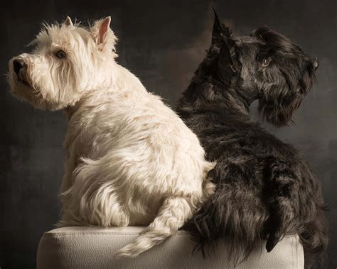 Westie And Scottie Scottish Terriers Pinterest